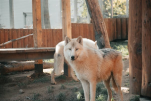 11 Captivating Facts About Wolves That Will Change How You See Them”
