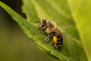 Are Honeybees Endangered?